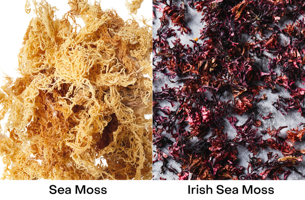 Sea Moss vs. Irish Moss
