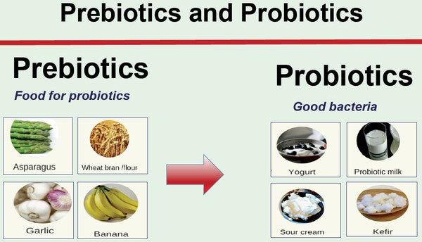 Probiotics vs. Prebiotics