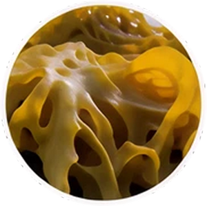 Sea Kelp Extract