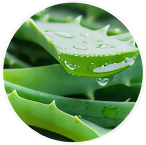 Organic  Aloe Vera