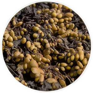 Organic Bladderwrack