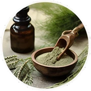 Horsetail Extract