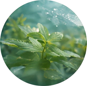 Peppermint Hydrosol