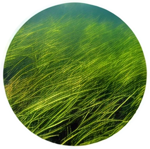 Sea Kelp  Extract