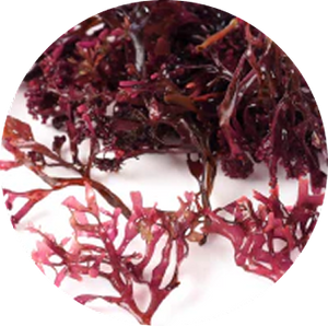 Irish Sea Moss