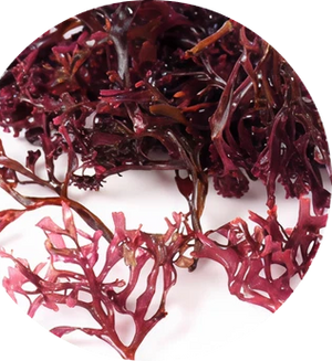 Irish Sea Moss