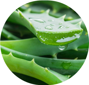 Close-up of aloe vera leaves with water droplets.