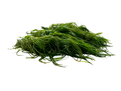 Spirulina