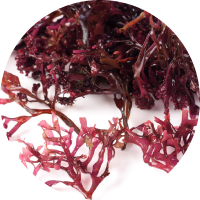 Close-up of red and purple seaweed on a white background.